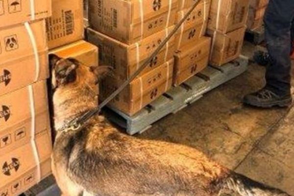 Imagen de portada - 115,200 Items with Inconsistent Declaration Seized in Lázaro Cárdenas Port