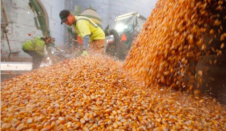 Radiografía de los productores de granos en Argentina: predominio del arrendamiento y la escala mediana