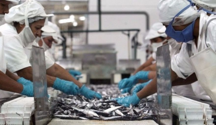 Perú lidera el crecimiento de la harina y aceite de pescado con China como principal destino