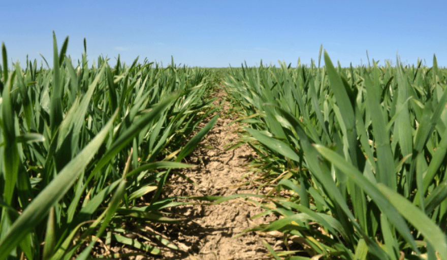El primer reporte mensual del USDA 2026 sorprende al mercado con proyecciones de oferta más amplias para maíz, trigo y soja