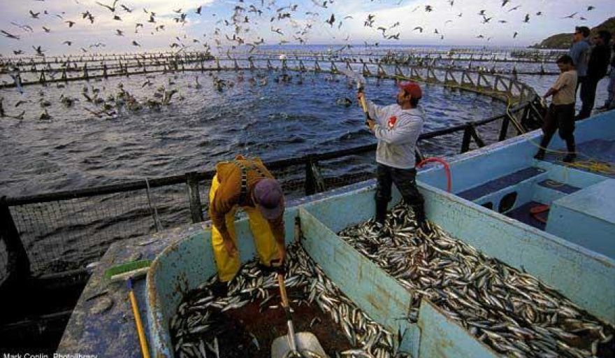 Brasil mantiene la estabilidad en sus exportaciones piscícolas pese a las barreras comerciales