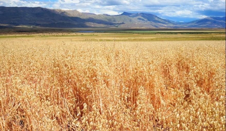 Santa Cruz concretó en El Calafate su primera cosecha de trigo y marcó un hito productivo en la Patagonia