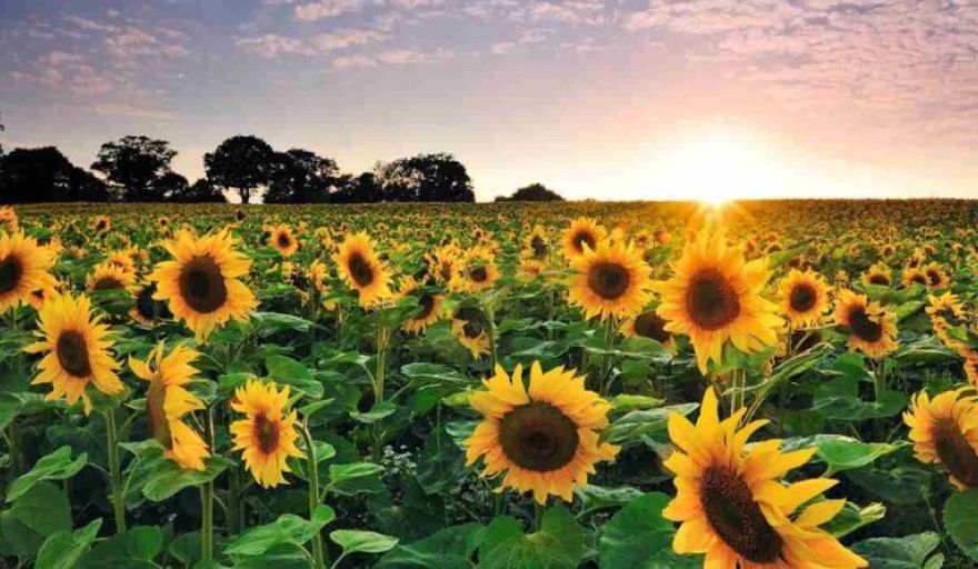 Rindes históricos empujan al girasol mientras la falta de agua recorta la proyección de maíz