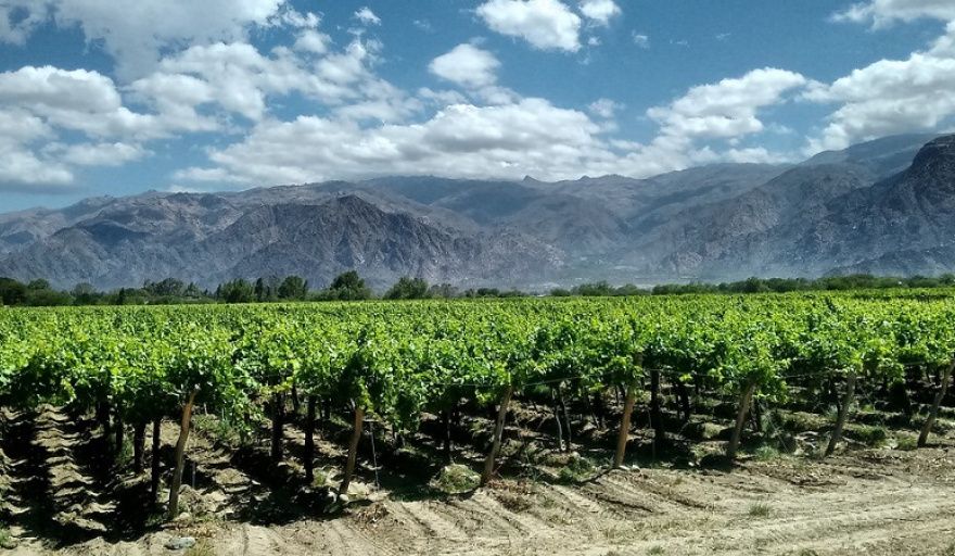 Exportaciones vitivinicolas: enero 2026 cerró con subas interanuales, tracción del blanco y salto del granel