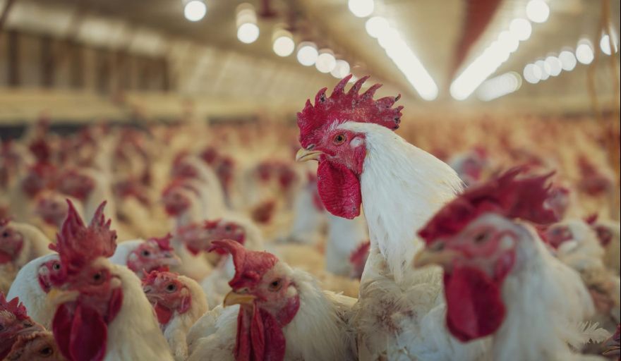 Influenza aviar: confirman un caso positivo en aves comerciales en Buenos Aires