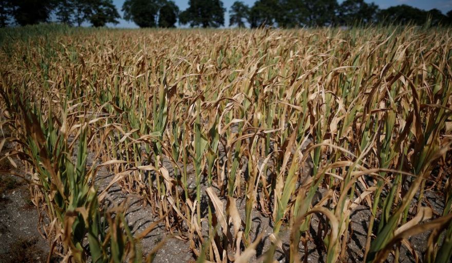 Nación declara y prorroga la emergencia agropecuaria en Santa Fe, Buenos Aires y Río Negro