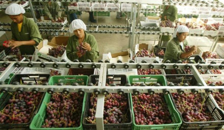 Perú exportó casi US$ 1.000 millones en frutas y hortalizas en enero