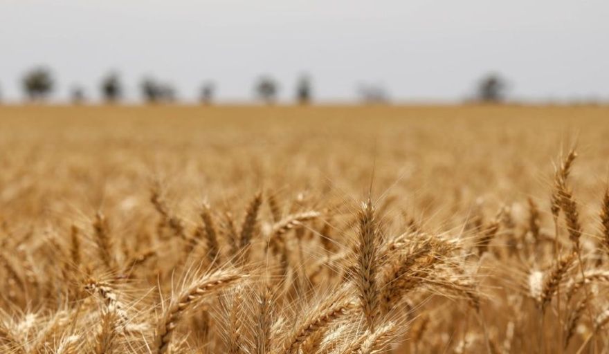 Trigo 2026/27: El laberinto de márgenes que deja el conflicto en Medio Oriente