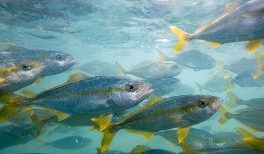 El INIDEP logró producción masiva de juveniles de pez limón en un hito para la acuicultura marina argentina
