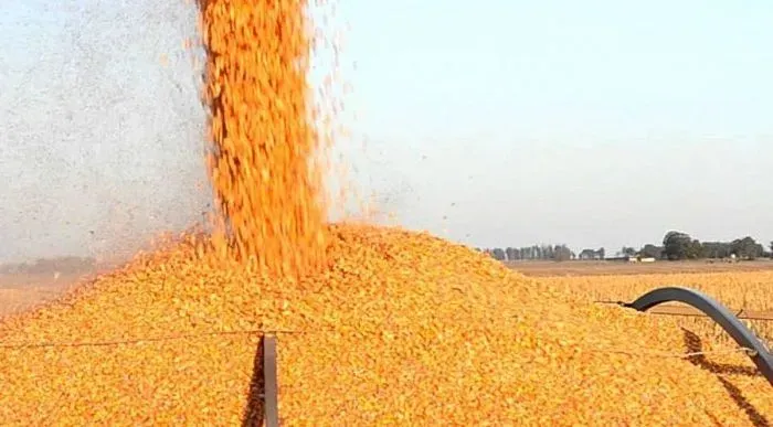 Geopolítica y clima definen la tendencia de los mercados de granos con subas en soja y maíz y neutralidad en trigo