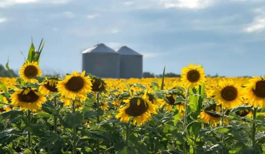 El girasol alcanzó su mayor superficie en dos décadas pero una brecha del 34% muestra el potencial productivo que aún no se aprovecha