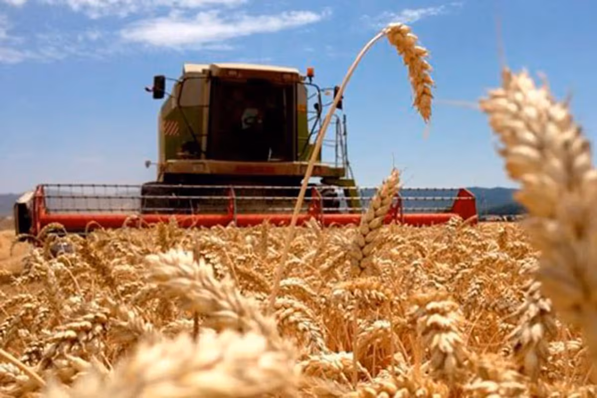 El trigo enfrenta una tormenta perfecta: menos producción mundial, precios en alza y un mercado argentino que no para de subir