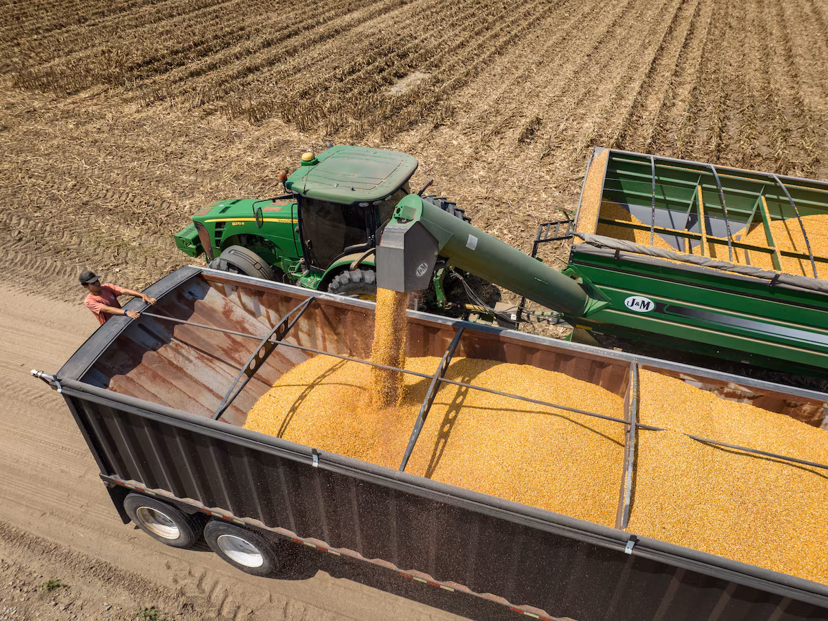 El acuerdo agrícola entre Estados Unidos y China impulsó los precios del maíz y el trigo en los mercados internacionales