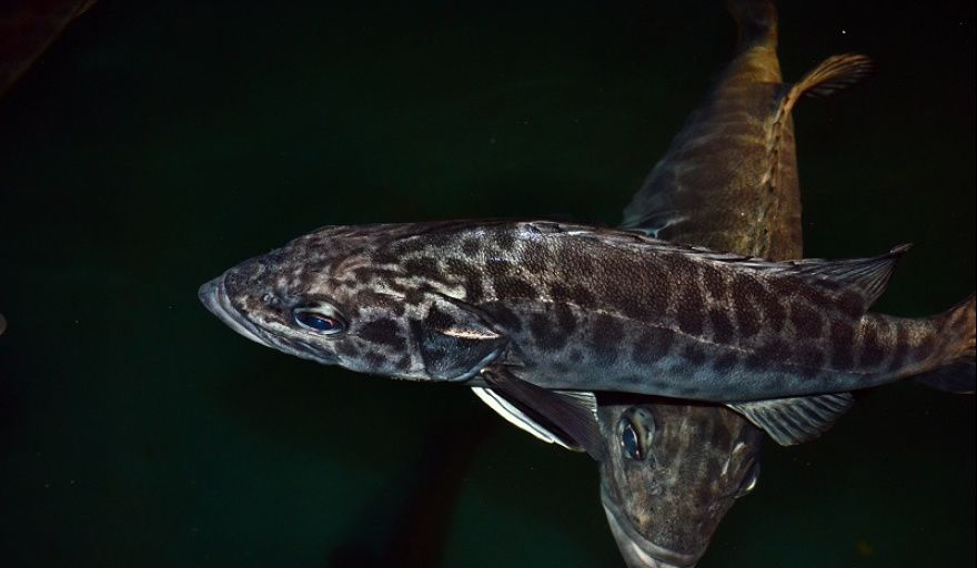 El INIDEP logró obtener juveniles de chernia en condiciones experimentales tras más de una década de investigación