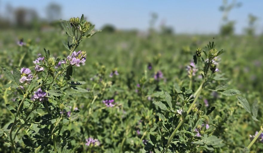 Las exportaciones de alfalfa crecieron casi un 92% en el primer trimestre y sostienen tres años de alza consecutiva