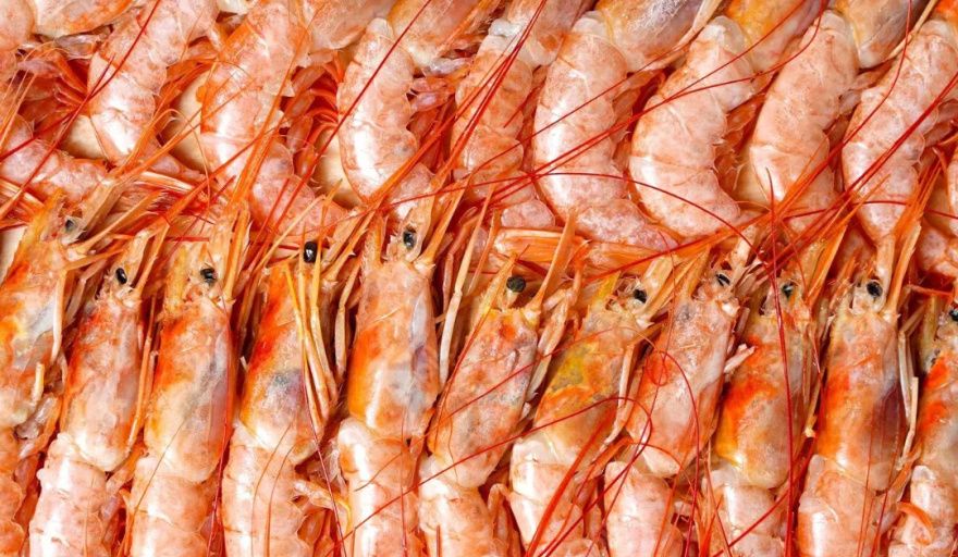 Estados Unidos pagó USD 10.993 por tonelada de langostino argentino en 2025