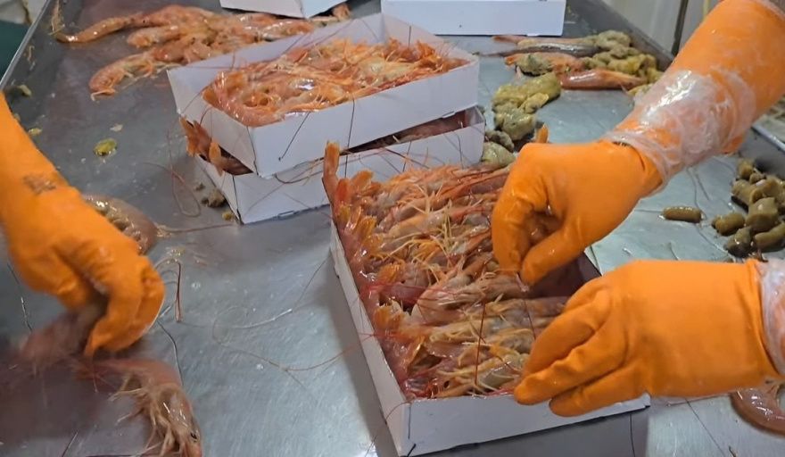Conarpesa propone elevar al 50% la producción de colas de langostino a bordo