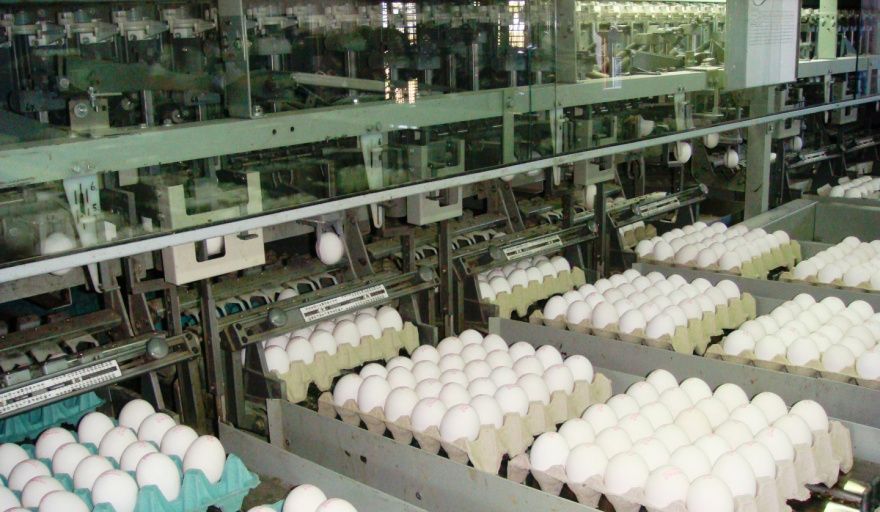 Las exportaciones de ovoproductos crecieron 28,5% en valor en el primer cuatrimestre de 2026 y totalizaron USD 10,8 millones