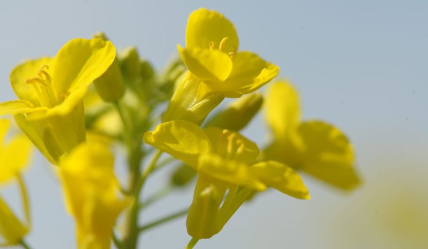 Las oleaginosas de invierno revolucionan el modelo productivo argentino de la mano de la demanda global de bioenergía