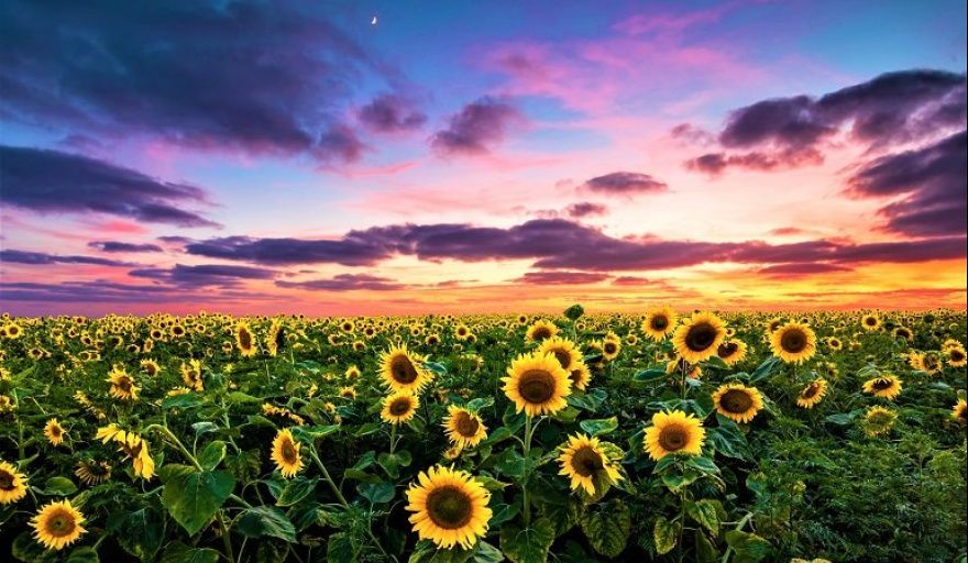 ¿Se viene una era dorada?: el detrás de escena del boom de inversiones generadas por el girasol
