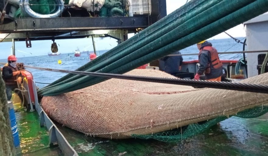 Habilitan la pesca comercial de langostino en las Subáreas N° 8 y 14 tras los resultados de la prospección
