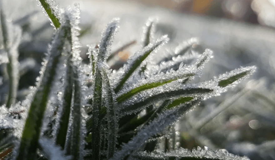 Lluvias abundantes al norte y heladas polares al oeste y centro marcarán la perspectiva agroclimática semanal