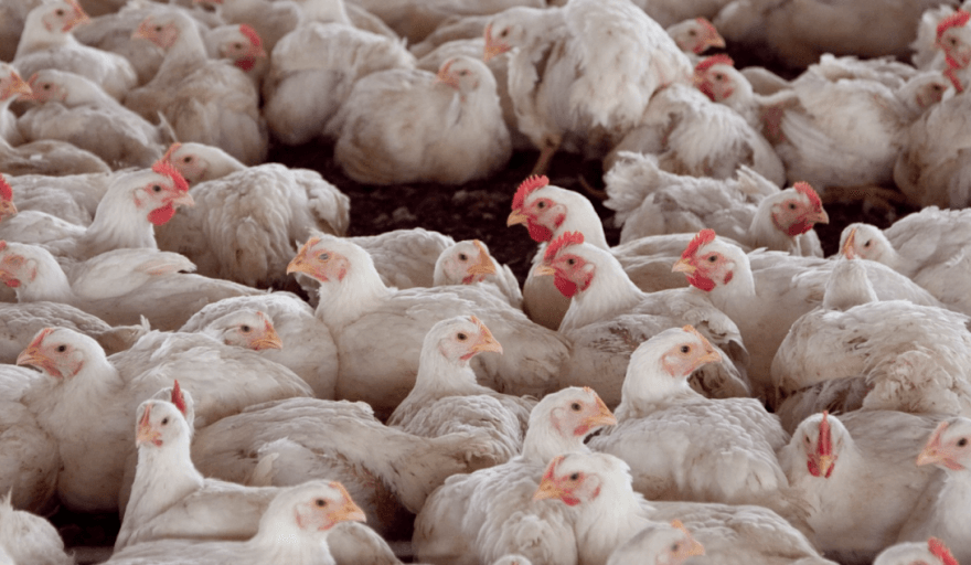La Argentina logró la reapertura de los mercados de Chile y Perú para la exportación de carne aviar