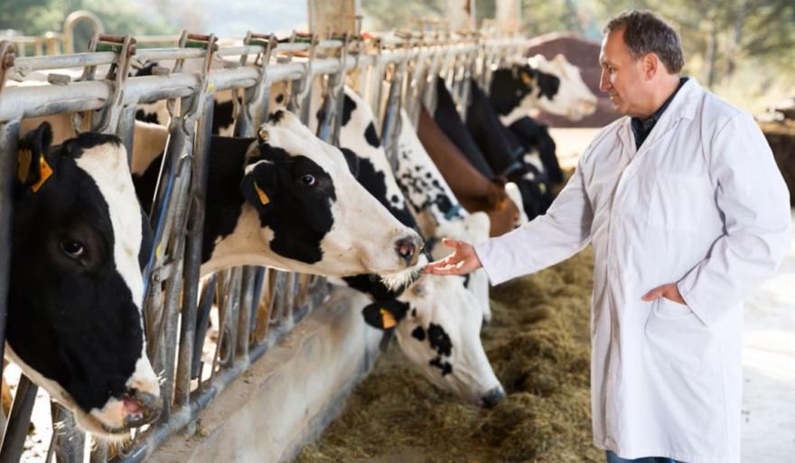 Nuevas regulaciones para productos veterinarios apuntan a fomentar exportaciones agroalimentarias
