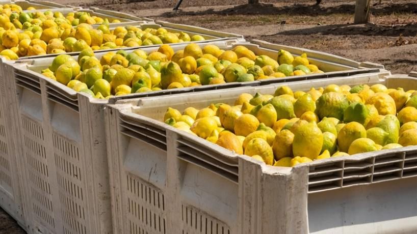 Tucumán exportó US$966,3 millones en 2025 y el complejo frutícola explicó el 57,4% del total