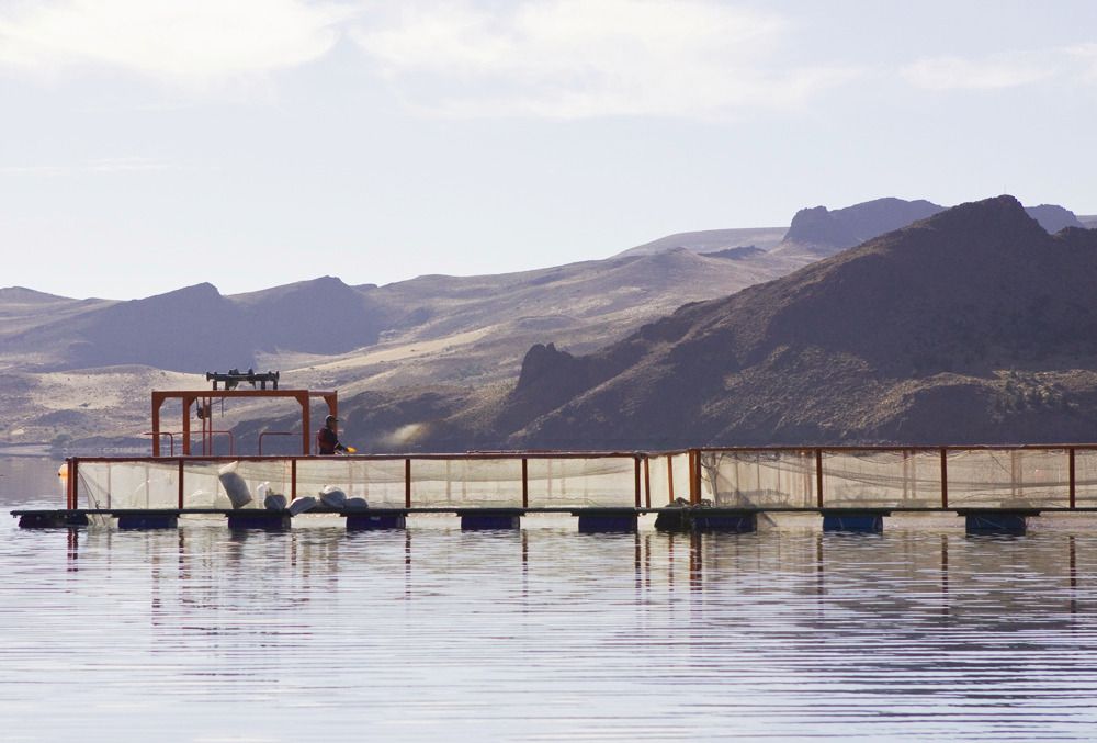 Imagen de portada - Biosecurity and Good Practices Conditions Established for Commercial Fish Farming