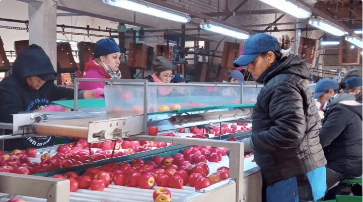 El Senasa abrió la inscripción en el Renspa y en los programas de exportación frutícolas para Río Negro y Neuquén