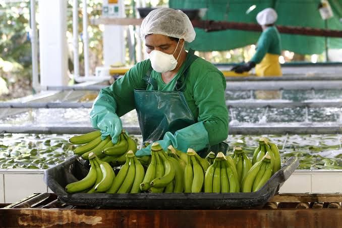 Imagen de portada - Ecuador Prepares Banana Infrastructure for El Niño with 80% Probability