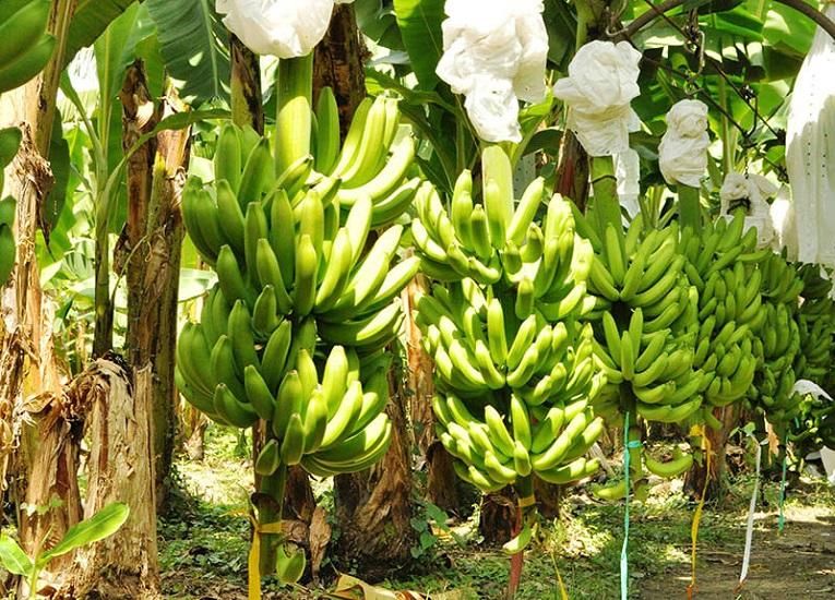 Imagen de portada - Ecuadorian Banana Industry Responds to International Logistics and Climate Challenges