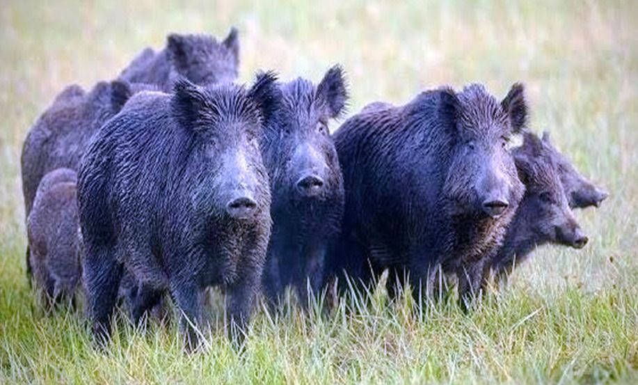 Imagen de portada - Entre Ríos: Epidemiological Surveillance Actions on Wild Boars at a Hunting Event