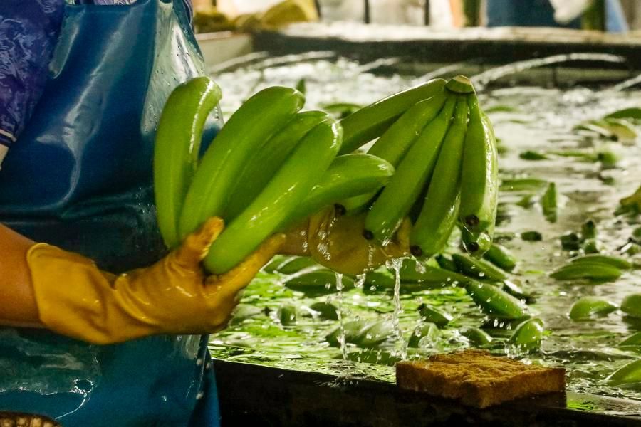 Imagen de portada - Exportaciones de banano ecuatoriano hacia China crecen 11,84 % hasta agosto