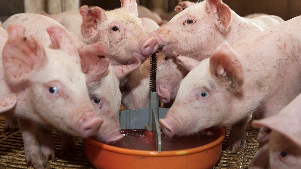 Imagen de portada - Jujuy: Informative Talk on Trichinosis for Agricultural School Students