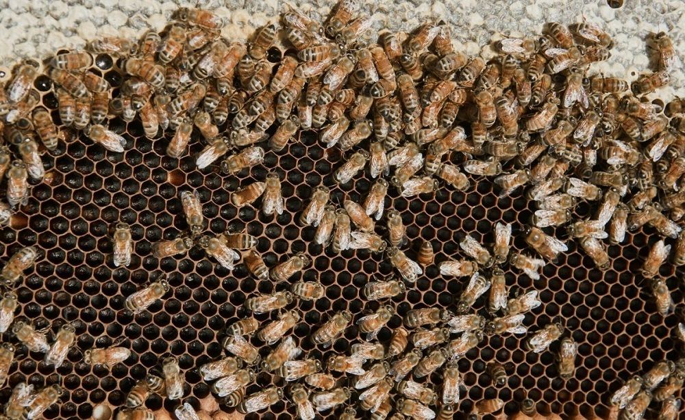 Imagen de portada - Salta: Training for Beekeepers on the Small Hive Beetle and Varroosis