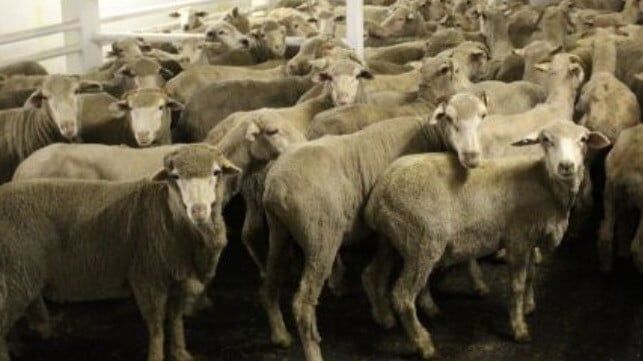 Imagen de portada - Tras ataque iraní, activistas renuevan presión para prohibir la exportación de animales vivos