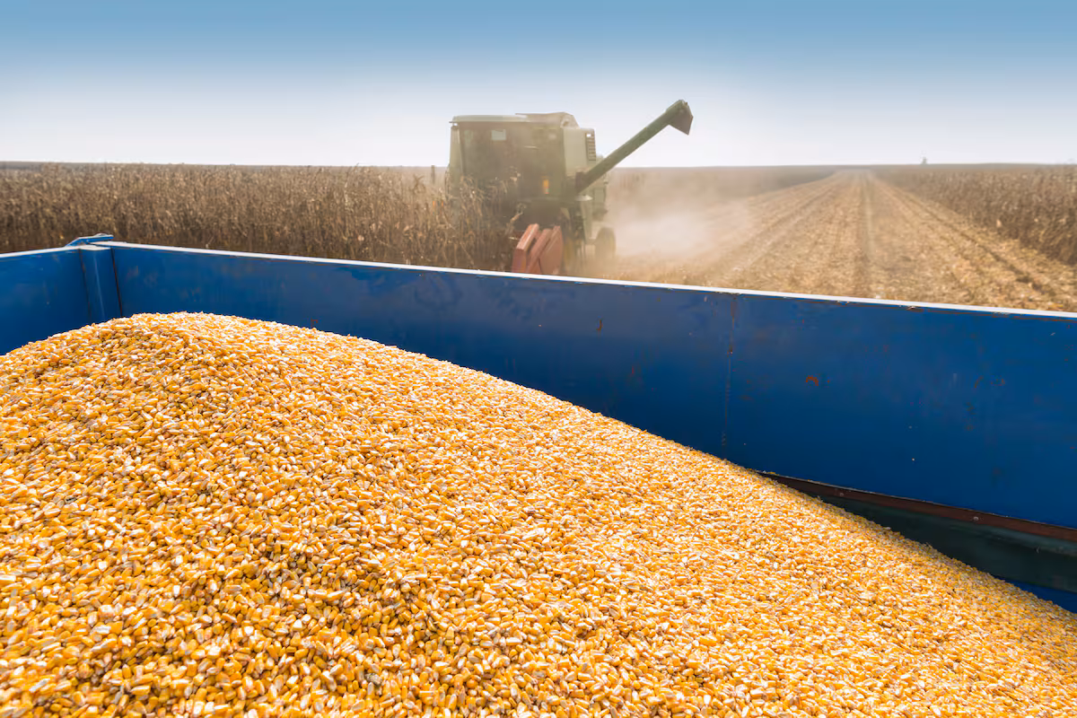 Estimación agrícola 2026/27: La siembra de maíz cae 600.000 ha tras el récord de la campaña anterior y la soja absorbe esa superficie