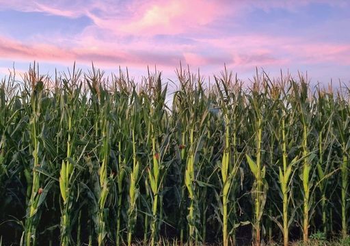 La siembra de maíz temprano alcanzó el 11,1% y la cosecha anterior está por terminar