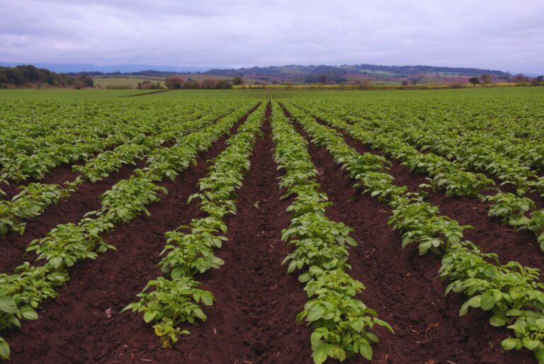 La fertilización foliar potencia el rendimiento de los cultivos: resultados y claves del INTA Famaillá en papa y maní