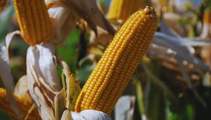La Secretaría de Agricultura autorizó la comercialización de un nuevo maíz genéticamente modificado con protección contra insectos y tolerancia a herbicidas