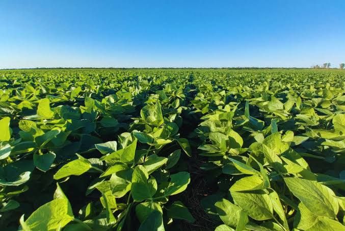 El INTA y la Asociación de Semilleros Argentinos presentaron los resultados de la Red Nacional de Evaluación de Cultivares de Soja