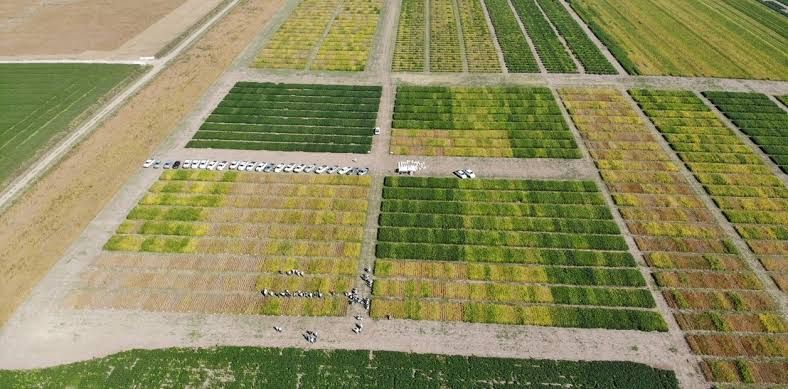 INTA y Conicet lanzaron AgroENSO, una herramienta para evaluar el impacto de El Niño en los cultivos