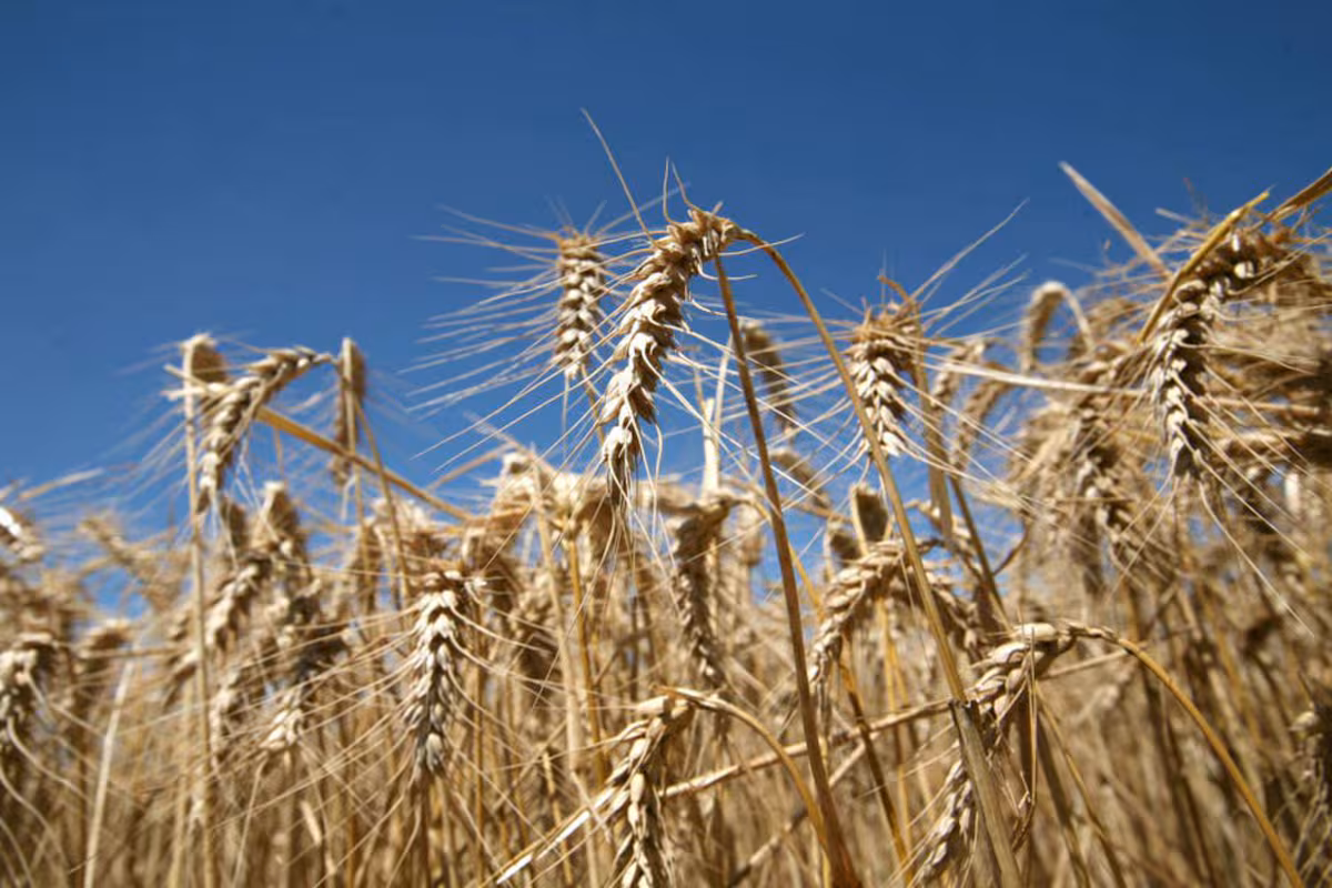 La baja en el precio de la urea mejora la relación insumo-producto del trigo y alivia las perspectivas de la siembra fina