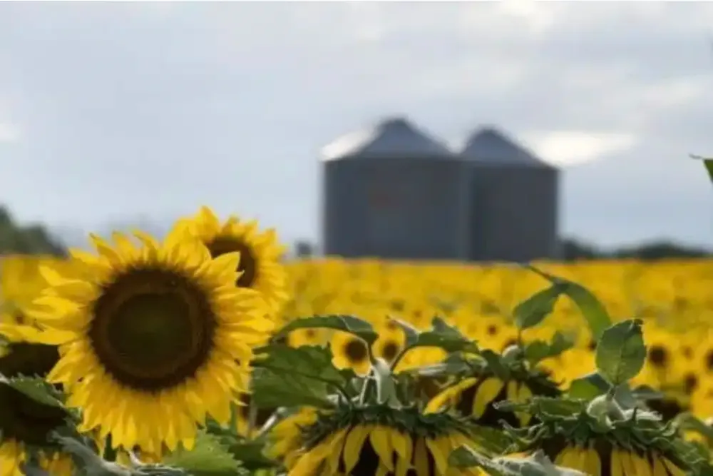 El complejo girasolero lidera el crecimiento exportador y proyecta una cosecha récord de 6,2 millones de toneladas