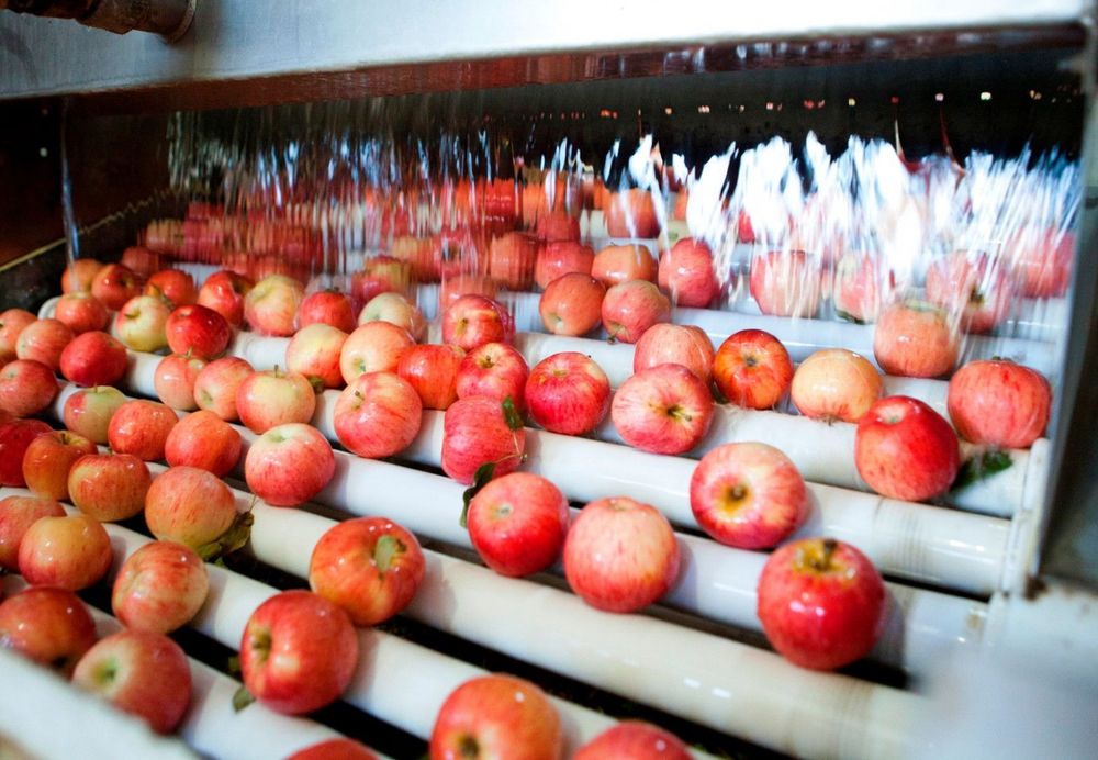 Imagen de portada - August 31st Marks Deadline for RENSPA Registration and Adherence to Fresh Fruit Export Programs