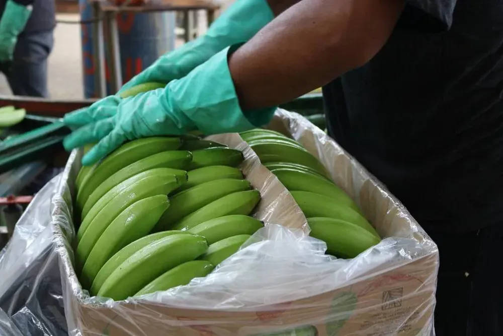Las exportaciones de banano ecuatoriano crecieron 7% en el primer cuatrimestre y superaron 146 millones de cajas