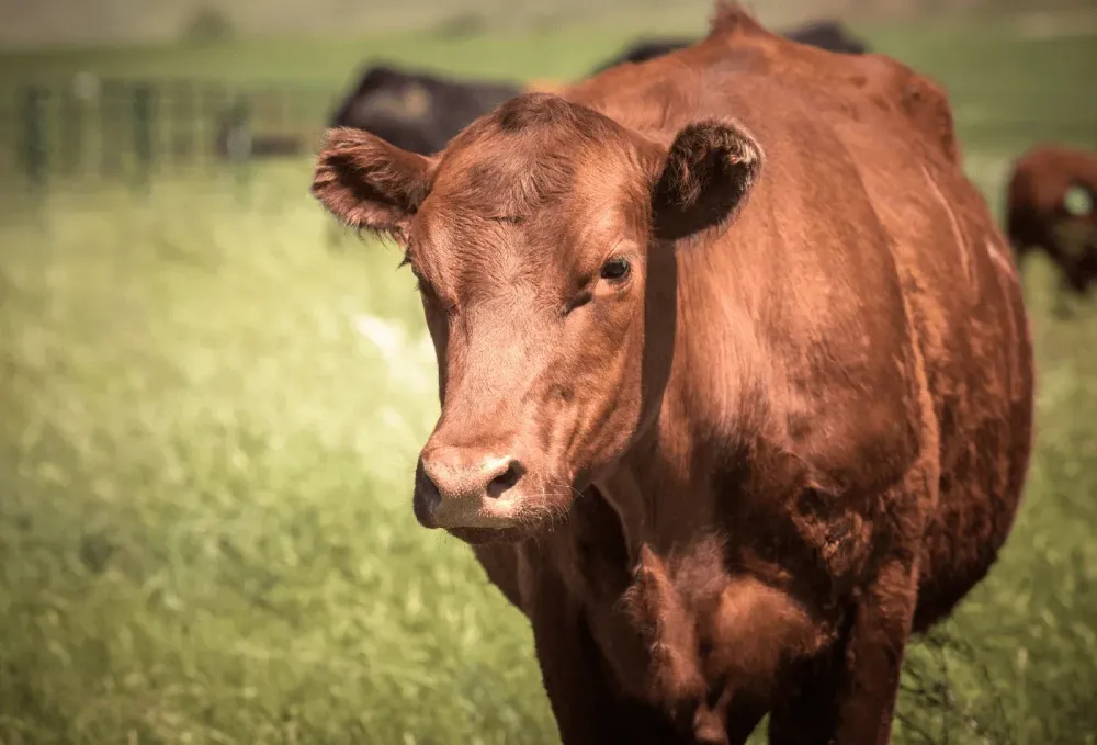 Las exportaciones argentinas de sebo bovino se multiplicaron por veinte en diez años