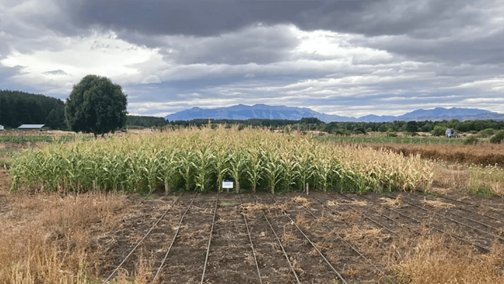 El INTA evalúa la adaptación de híbridos de maíz al frío para potenciar la ganadería en la Patagonia Sur